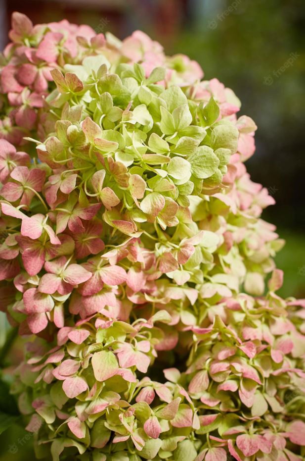 Hydrangea paniculata 'Graffiti'